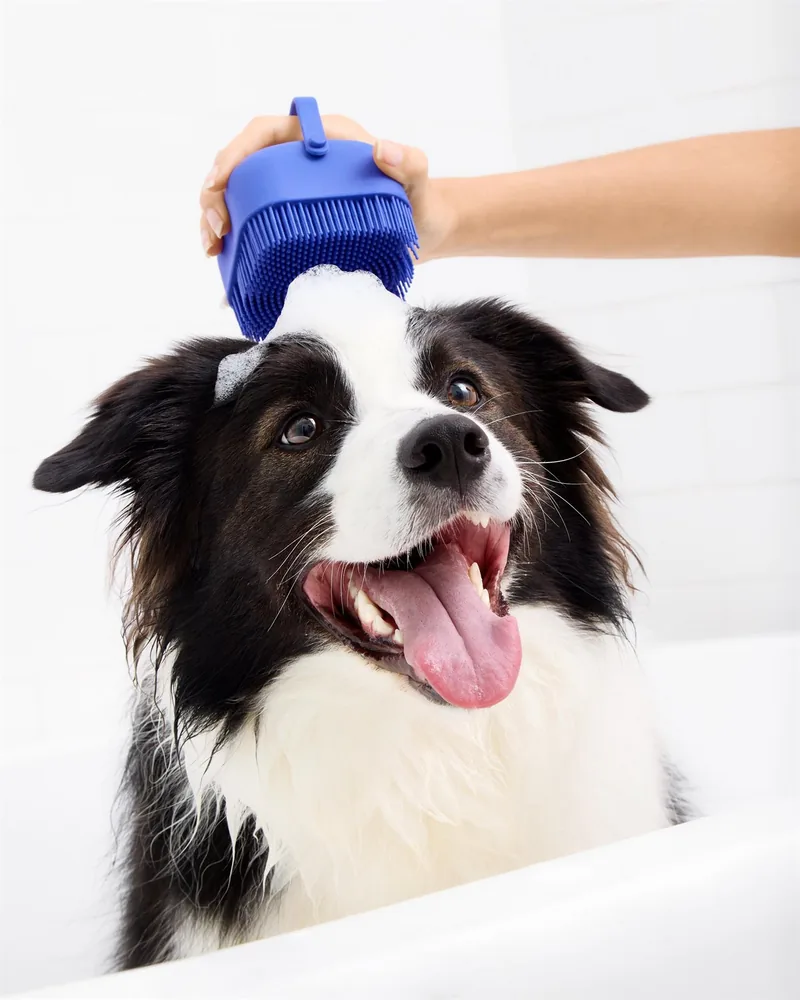 Mooie the Border Collie sitting attentively during a shoot